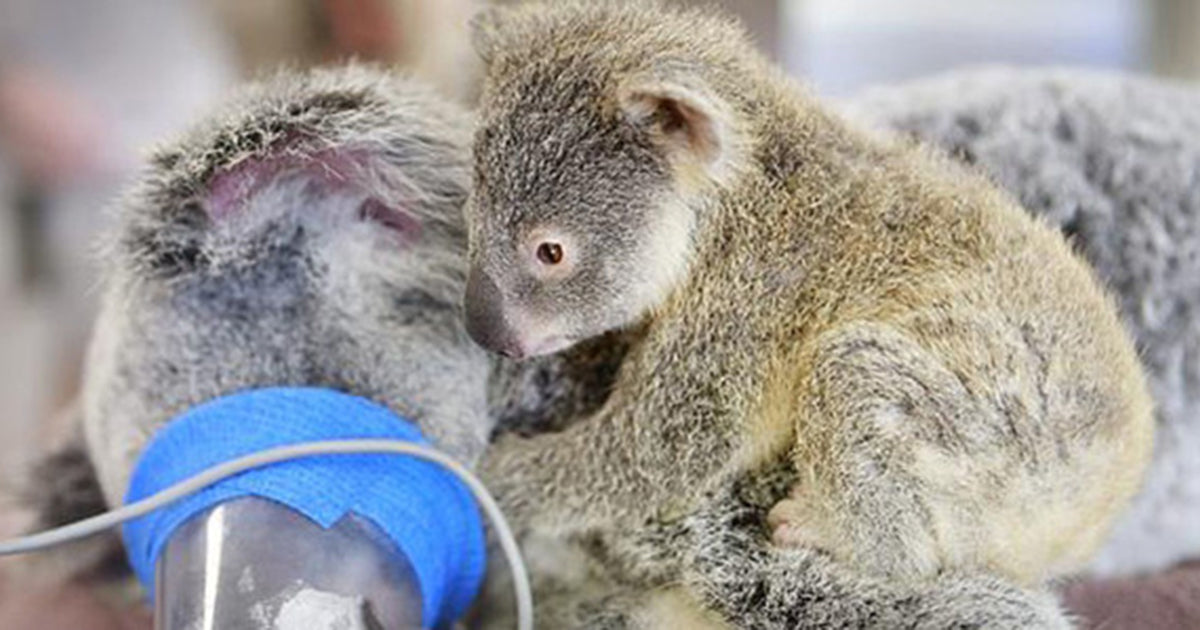 Helping Koalas Avoid Extinсtion