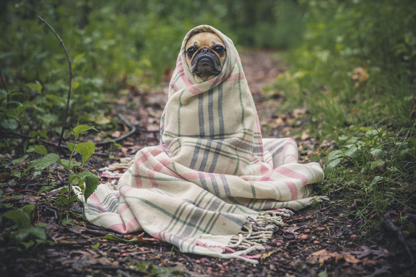 12 Nature-Friendly Things to Do While You’re Stuck at Home